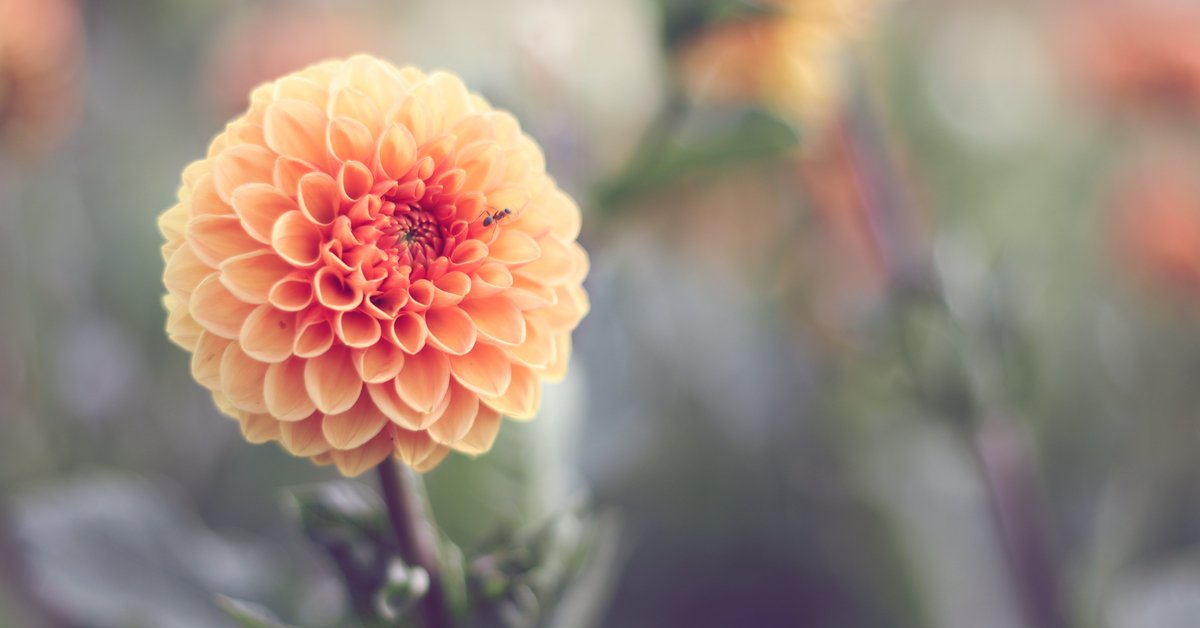 Bedeutung Dahlie Wofür steht sie in der Sprache der Blumen?
