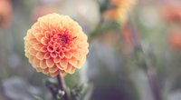 Bedeutung Dahlie: Wofür steht sie in der Sprache der Blumen?