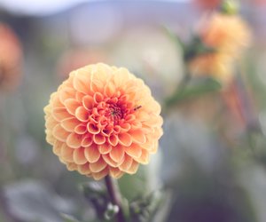Bedeutung Dahlie: Wofür steht sie in der Sprache der Blumen?