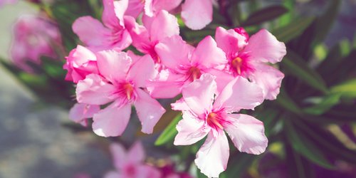 Dein Oleander blüht nicht? Woran das liegen kann (und wie du es änderst)