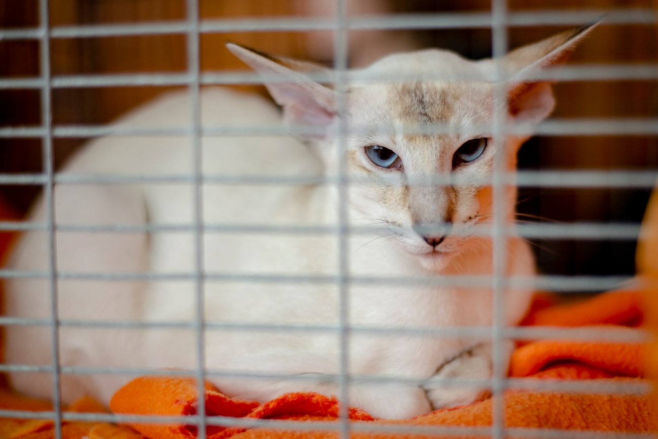Balinese cat Balinese cat