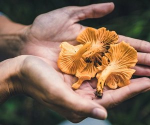 Aromatischer&#x20;Edelpilz&#x3A;&#x20;Wie&#x20;gesund&#x20;sind&#x20;Pfifferlinge&#x20;&#x3F;