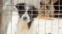 Haustier auf Zeit: So kannst du Tierheim-Tieren helfen