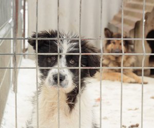 Haustier auf Zeit: So kannst du Tierheim-Tieren helfen