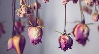 Trockenblumen selber machen: So hält dein Blumenstrauß ewig