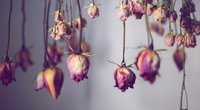 Trockenblumen selber machen: So hält dein Blumenstrauß ewig