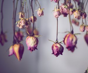 Trockenblumen selber machen: So hält dein Blumenstrauß ewig