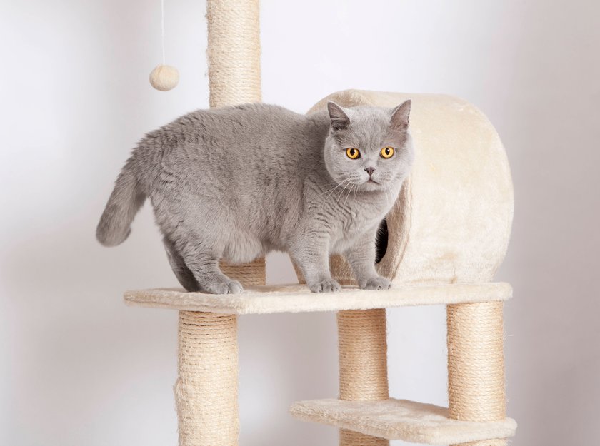 Britisch Kurzhaar-Katze auf einem Kratzbaum