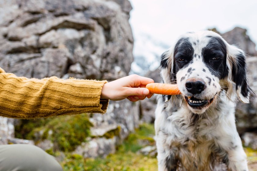 Ein Hund bekommt eine Karotte.