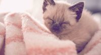 Katzen für Allergiker: 8 Rassen, die dich kaum zum Niesen bringen