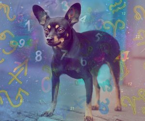 Sternzeichen bei Hunden: Diese Eigenschaften hat dein Vierbeiner laut Astrologie