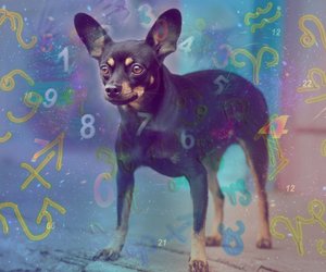 Sternzeichen bei Hunden: Was sagt die Astrologie über ihren Charakter?