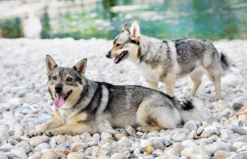 Zwei Schwedische Vallhunde. Einer liegt und der andere steht dahinter vor dem See.