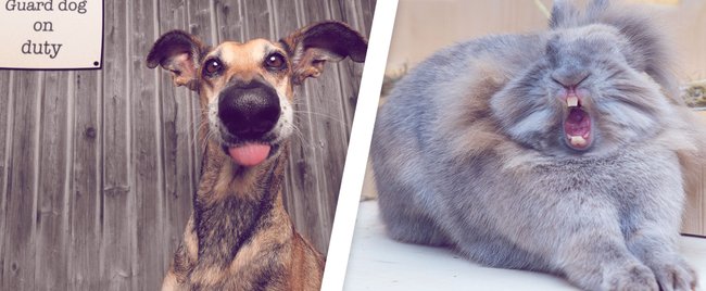 Comedy Pet Photography Awards: Diese süßen Tierfotos bringen dich garantiert zum Lachen