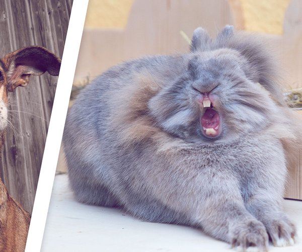 Nicht-lachen-Challenge: Die 5 witzigsten Videos