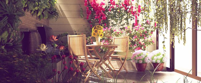 Du hast einen sonnigen Balkon? Dann sind diese Kübelpflanzen ideal für dich  