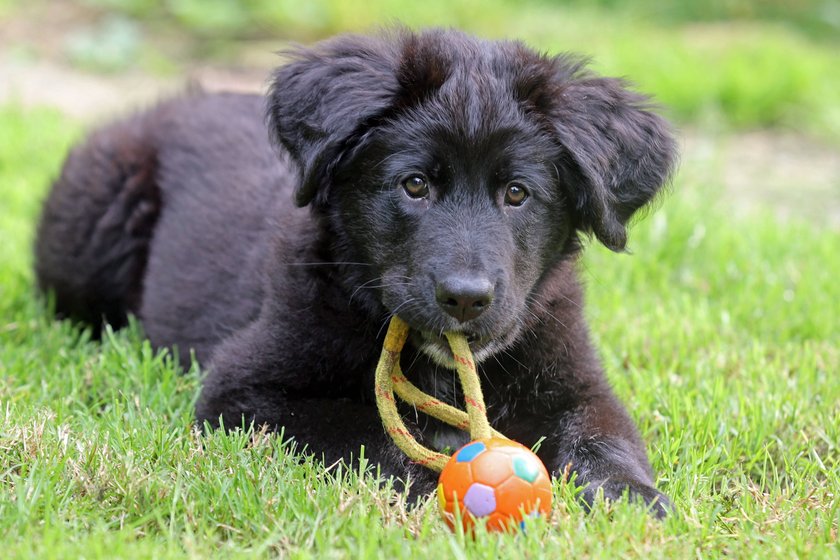 Hund Spielzeug