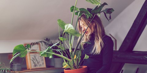 glanzmispel kaufen toom Jetzt Glanzmispel 'Dicker Toni' online kaufen bei Bohlken Pflanzenversand –  Bohlken Pflanzenversand GbR main image 0