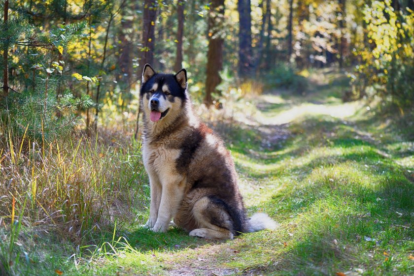 Ein Alaska Malamute sitzt in einem Wald.