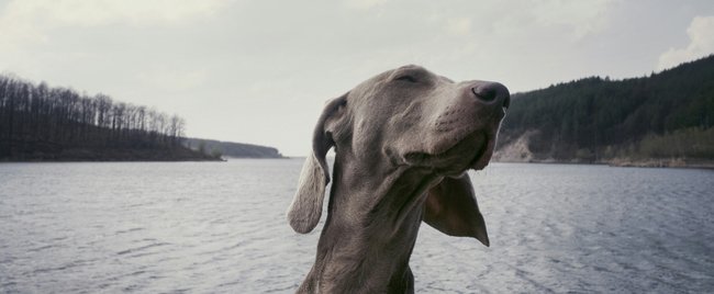 7 Dinge, die dein Hund nicht ausstehen kann