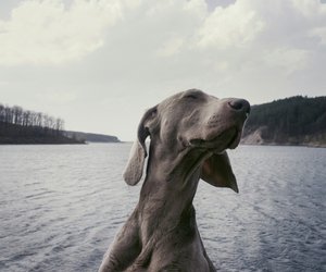 7 Dinge, die dein Hund nicht ausstehen kann