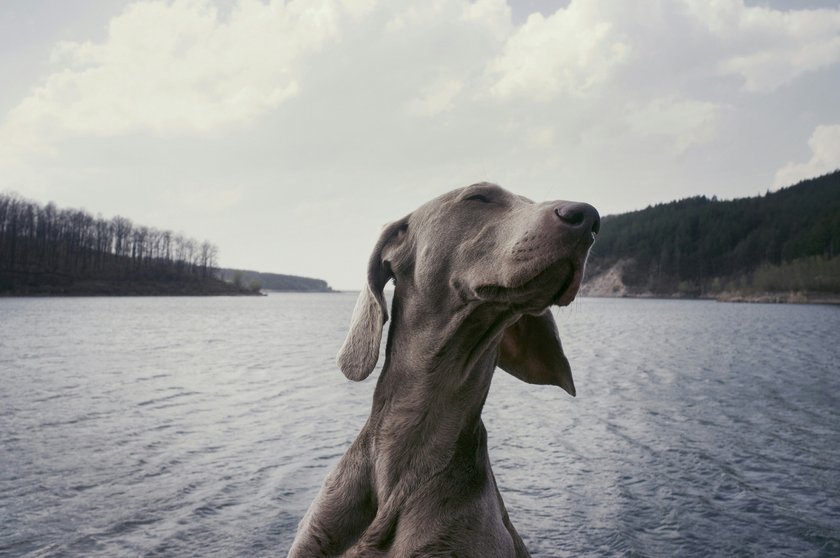 Dinge, die Hunde nicht mögen