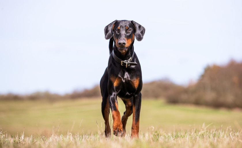 A closeup of the Doberman walking on the lawn in the park.