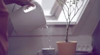 Wasserkocher entkalken: Die besten Tricks und Hausmittel