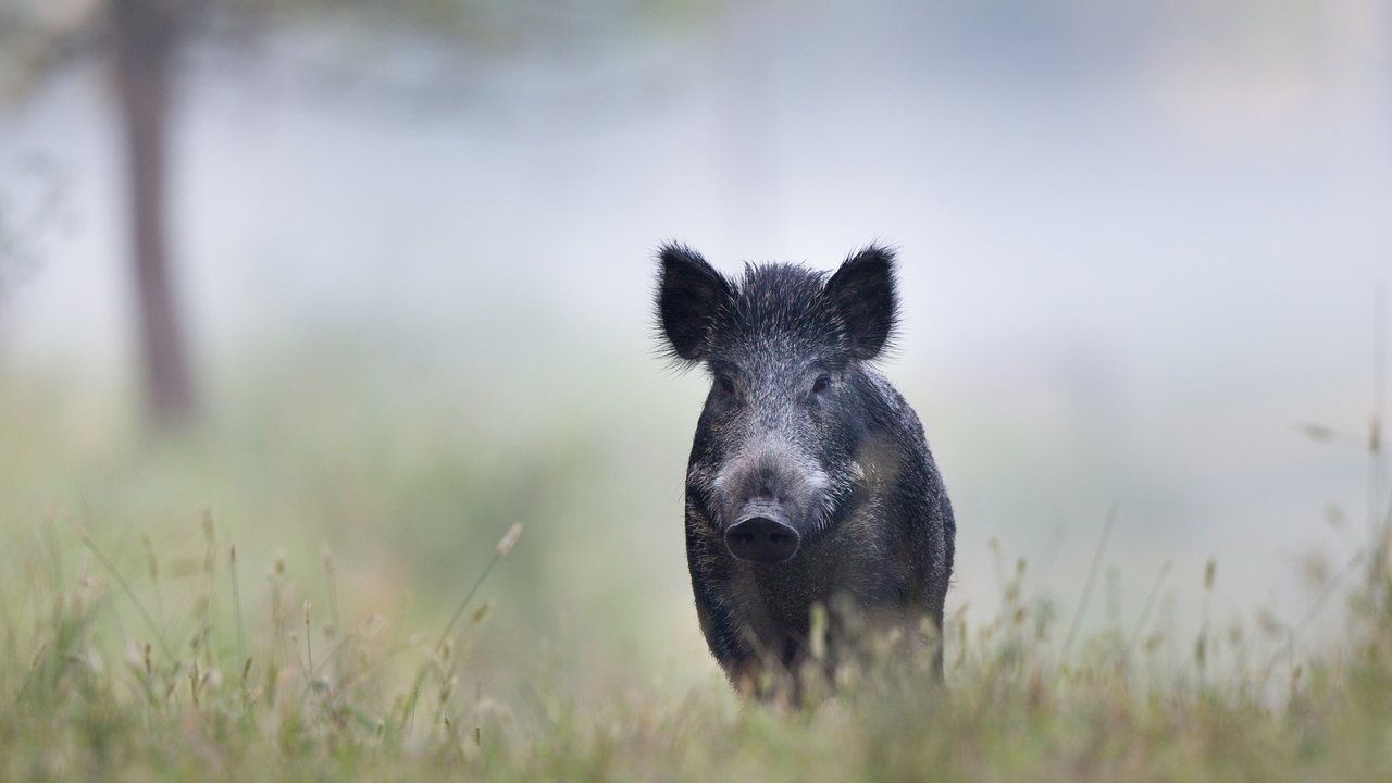 Wildschweine können im Traum für Stärke oder Gemeinschaft stehen.