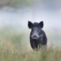 Traumdeutung Wildschwein: Das sind die häufigsten Interpretationen