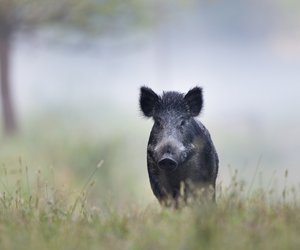 Traumdeutung Wildschwein: Das sind die häufigsten Interpretationen