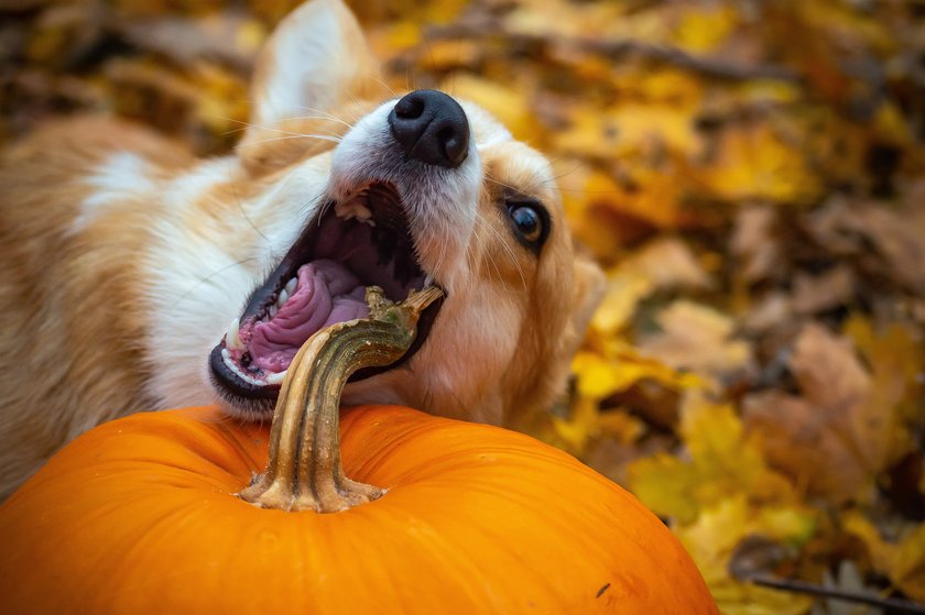 Kürbisse sind nicht nur eine leckere Abwechslung, sondern sehr gesund für deinen Hund.