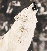 Heule wie ein Wolf
