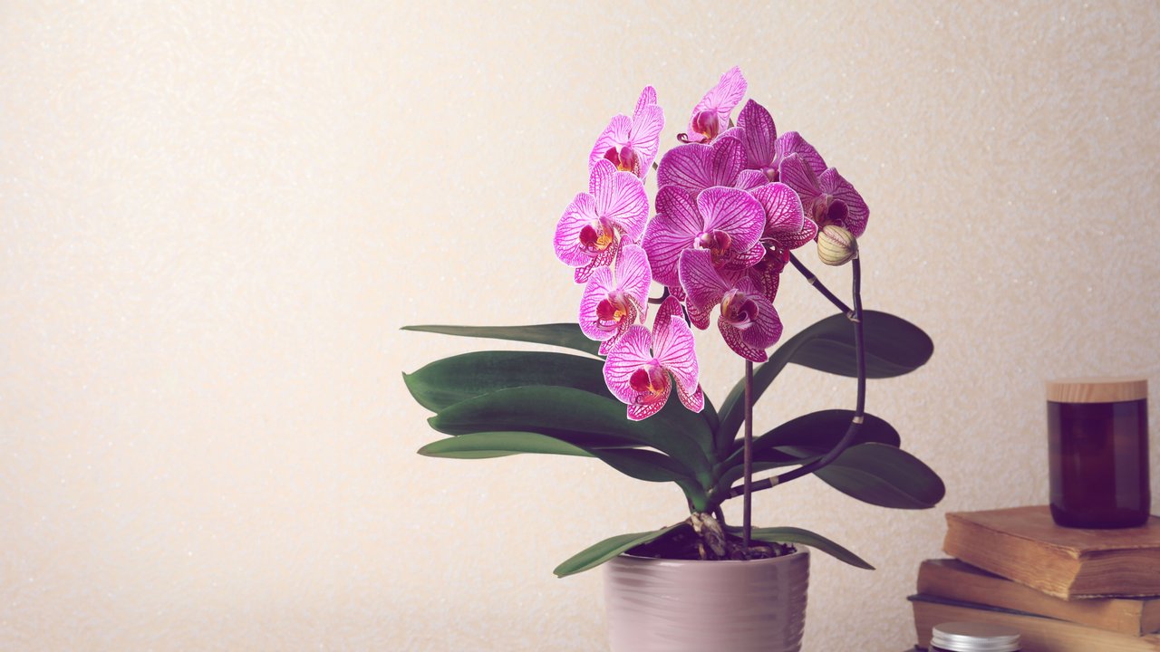 Pinke Orchidee auf einer Kommode