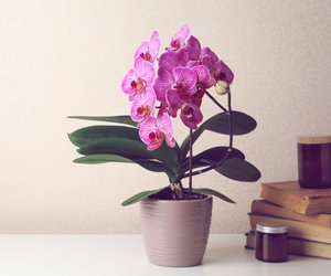 Schrumpelige Orchideenblätter? Mit diesen Tricks sehen sie schnell wieder normal aus