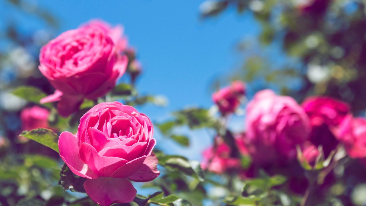 pinke rosen