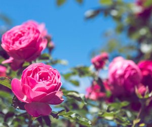 Diesen einfachen Trick solltest du noch im Juli anwenden, damit deine Rosen eine zweite Blüte erleben!