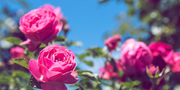Diesen einfachen Trick solltest du noch im Juli anwenden, damit deine Rosen eine zweite Blüte erleben!