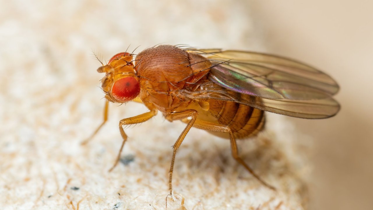 Tropical Fruit Fly Drosophila Diptera Parasite Insect Pest on Vegetable Macro