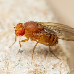 Nervige Fruchtfliegen in der Küche? Mit diesen 5 Tipps wirst du sie los!