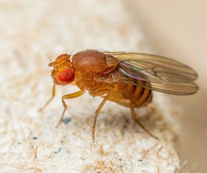 Nervige Fruchtfliegen in der Küche? Mit diesen 5 Tipps wirst du sie los!