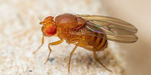 Nervige Fruchtfliegen in der Küche? Mit diesen 5 Tipps wirst du sie los!