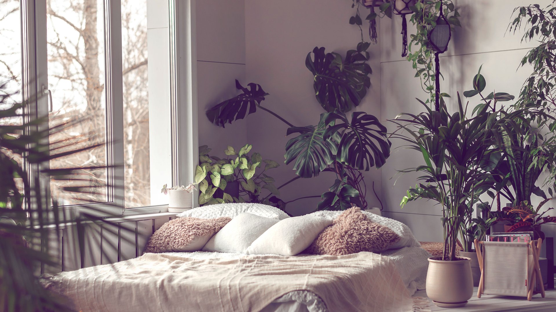 Dunkle Wohnung? Diese 7 Zimmerpflanzen kommen auch mit wenig Licht aus