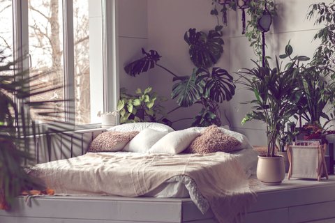 Dunkle Wohnung? Diese 7 Zimmerpflanzen kommen auch mit wenig Licht aus