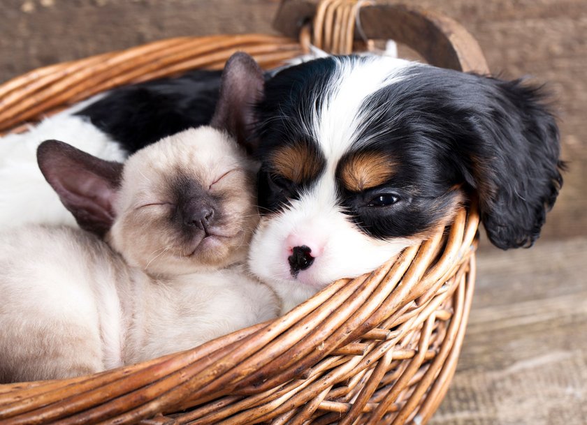 Cavalier King Charles Spaniel