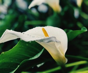 Bedeutung Calla: Was symbolisiert die weiße Blumenschönheit?