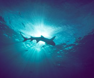 Gibt es in Kroatien Haie? Das musst du vor deiner Reise wissen