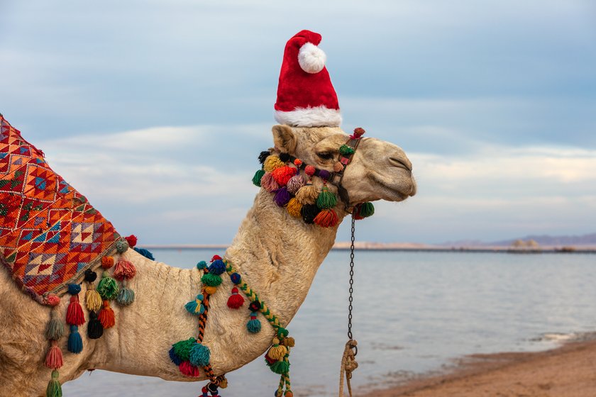 Kamel Weihnachten Ägypten