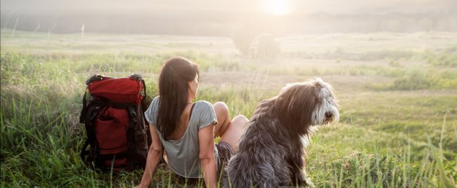 5 Hunderassen, die leicht zu trainieren sind