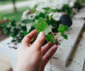 Mit Efeu waschen: So stellst du schnell & einfach ein umweltschonendes Waschmittel her